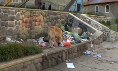 La recién nacida fue devorada por los perros/Foto. Captura de pantalla 