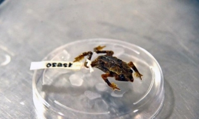 Vista de un sapo Rhinella festae en el Instituto Nacional de Biodiversidad en Quito, Ecuador.