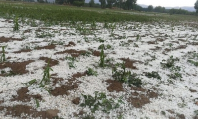 Seis municipios afectados ahora por las granizadas.