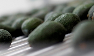 La cadena británica Marks and Spencer presentó una variedad del fruto que puede ser ingerido en su totalidad, sin necesidad de pelarlo ni de cortarlo.