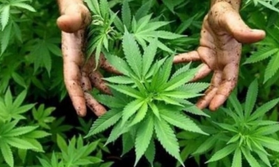 La marihuana medicinal es legal en California desde hace dos décadas