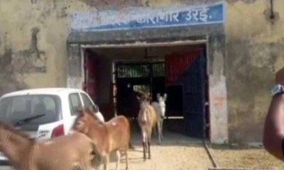 Los animales el momento de su liberación