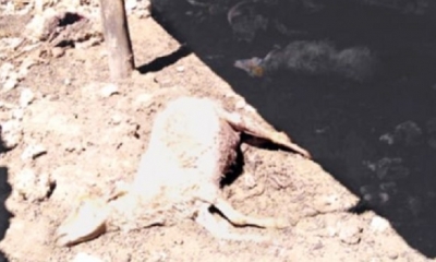 Otros piensan que fue algún ser sobrenatural el causante de la muerte/Foto. RRSS