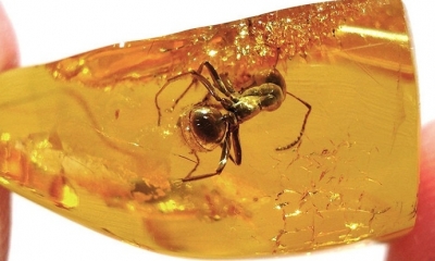 Un ámbar báltico con un insecto en su interior. Foto: RT