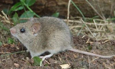 Calomys callosus (Laucha campestre)