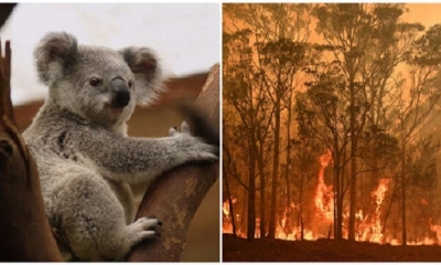 Los koalas de la isla Canguro son especialmente importantes para la supervivencia de la especie en estado salvaje.
