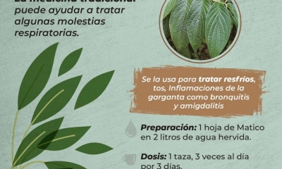El uso de plantas medicinales es una alternativa natural para hacer frente a muchas enfermedades.