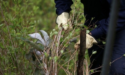 Trabajadores arrancan las plantas de coca durante una operación de erradicación en Tumaco, Colombia, el 26 de febrero de 2020