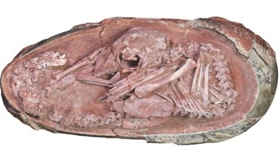 Esta foto sin fecha cortesía de Lida Xing y la Universidad de Birmingham muestra el embrión de oviraptorosaurio Baby Yingliang encontrado en Ganzhou