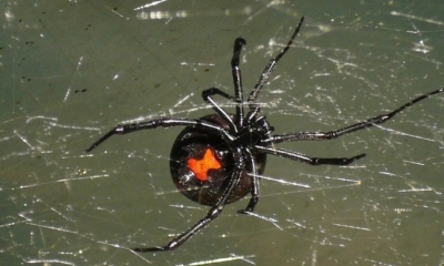 Esta especie tiene la particularidad de que, luego del acto sexual, la hembra devora al macho. 