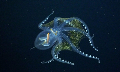 Pulpo de cristal