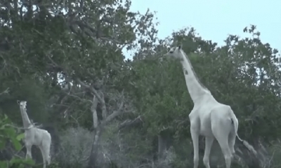 Un pastor, que cuidaba su rebaño, fue el primero en avistarlas y alertó a los guardaparques de Ishaqbini Hirola. | Fuente: Hirola Conservation Program