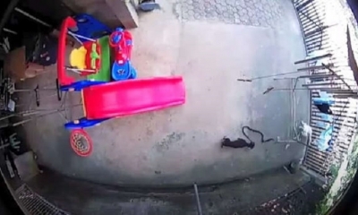 La pelea acabó con la vida del perro de raza Dachshund. | Fuente: Captura | Youtube