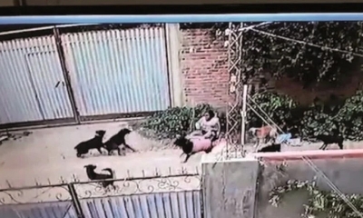 Zoonosis y la Policía desalojan a los canes de la zona Pucara donde una mujer fue atacada.