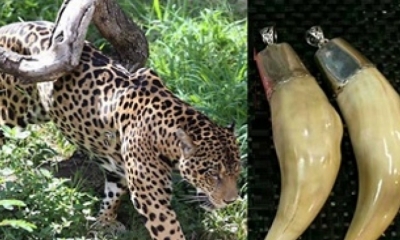 Colmillos de jaguar vendidos en China. El animal está en estado 
