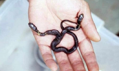 Un reptil de dos cabezas fue hallado en un parque del este de China y generó conmoción por la extraña mutación