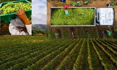 Las bodegas Casa Real y Campos de Solana albergan a más de 100 trabajadores y otros 300 colaboran de manera indirecta/Foto. Kreab