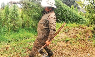 En Tiquipaya, estas especies se cultivan desde la semilla. Entre dos a cuatro años están listos para la venta.