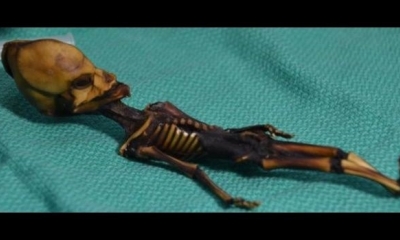Un pequeño esqueleto momificado hallado en 2003 en el desierto de Atacama en Chile en una imagen sin fechar divulgada por el Dr. Emery Smith