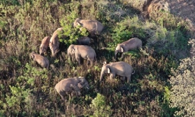 Parte de la manada de elefantes que ha vagado 500 kilómetros al norte de su hábitat natural