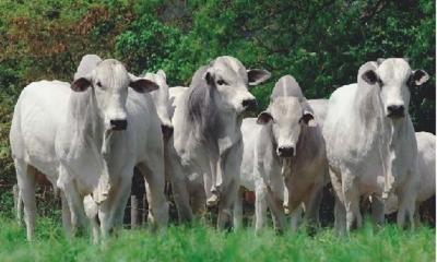 pregon agropecuario