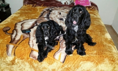 Odie y Byron