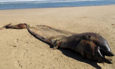 El extraño mamífero que apareció en la costa. Foto: RRSS