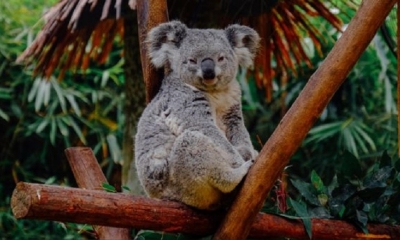 Los koalas están pasando por un grave descenso de su población. | Fuente: Unsplash