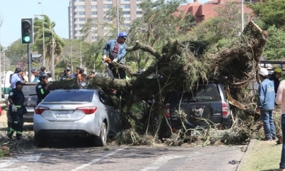 Recomiendan no estacionar bajo árboles frondosos. Foto