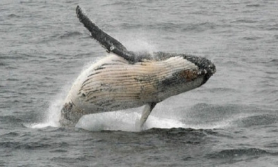  La ballena barbada gigante