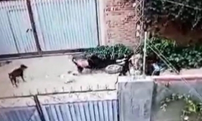 Mujer atacada por jauría de perros