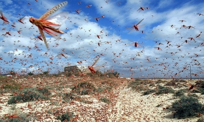 La abundancia de insectos voladores se ha desplomado en tres cuartos en los últimos 25 años.