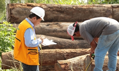 Comercio en el sector forestal