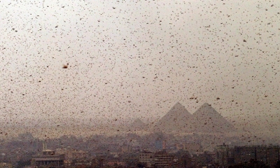 Enjambres de langostas cerca de El Cairo, el 17 de noviembre de 2004.