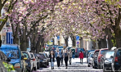 Cerezos en la parte antigua de la ciudad de Bonn, Alemania.