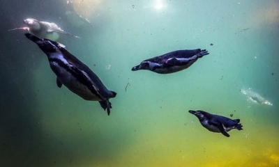 Pingüinos nadan en las aguas de su recinto del zoo de Fráncfort. 