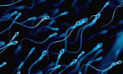 Así se ven los espermatozoides: el estudio que publica Science Advances revela que la cola está, de hecho, torcida y solo se mueve de un lado,