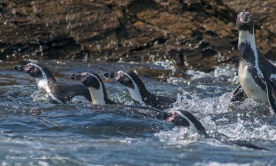 Pingüinos de Humboldt. | Fuente: Oceana | Fotógrafo: Michael Tweddle