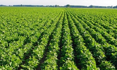 Pequeños productores admiten siembra de soya transgénica ilegal.