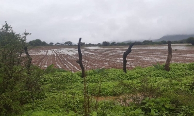 Cómo quedaron los sembradíos de maíz tras las lluvias en Pasorapa.