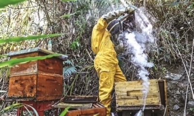 Investigaciones oficiales apuntan al fipronil, un pesticida de uso restringido. 