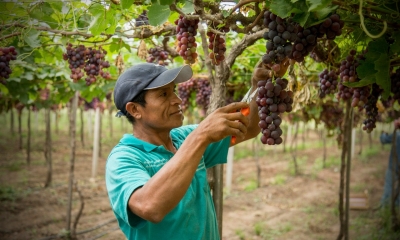 Productores trabajan para lograr un posicionamiento de la marca Uvas del Chaco 