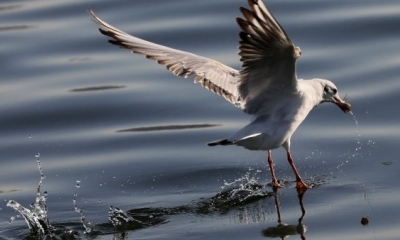 Los investigadores de la Alianza Mundial de Científicos señalaron que en los últimos años se registró una reducción del 29% en el número de aves.