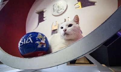 El gato 