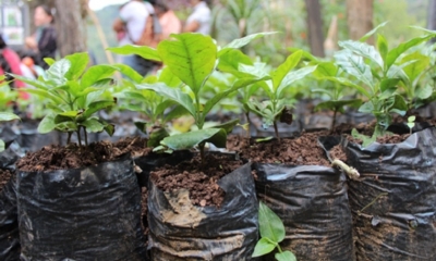 La microempresa especializada de conservación vial ‘Sunchal Sociedad Civil’ produjo 30.000 plantines de diversas especies en un vivero