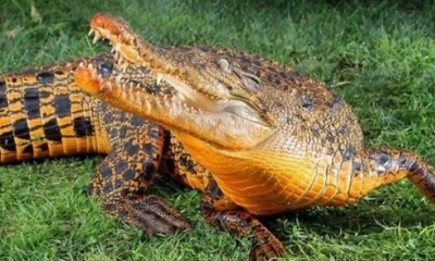 Cocodrilos naranjas: ¿mito o realidad?. Foto: RRSS