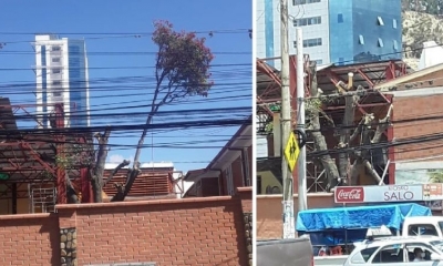 El antes y el después del árbol en el instituto Domingo Savio