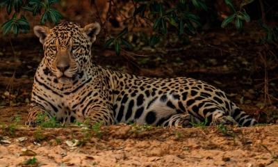 En la imagen, un jaguar descansa en un paraje cercano a Porto Jofre, en Mato Grosso (Brasil). EFE/Carlos Ezequiel Vannoni/Archivo