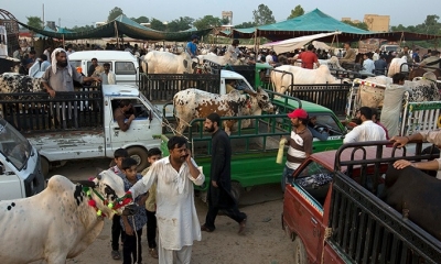 La gente transporta animales para sacrificarlos durante el festejo de Eid al Adha