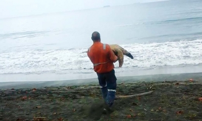 La mayoría de las tortugas marinas están clasificadas como en peligro.